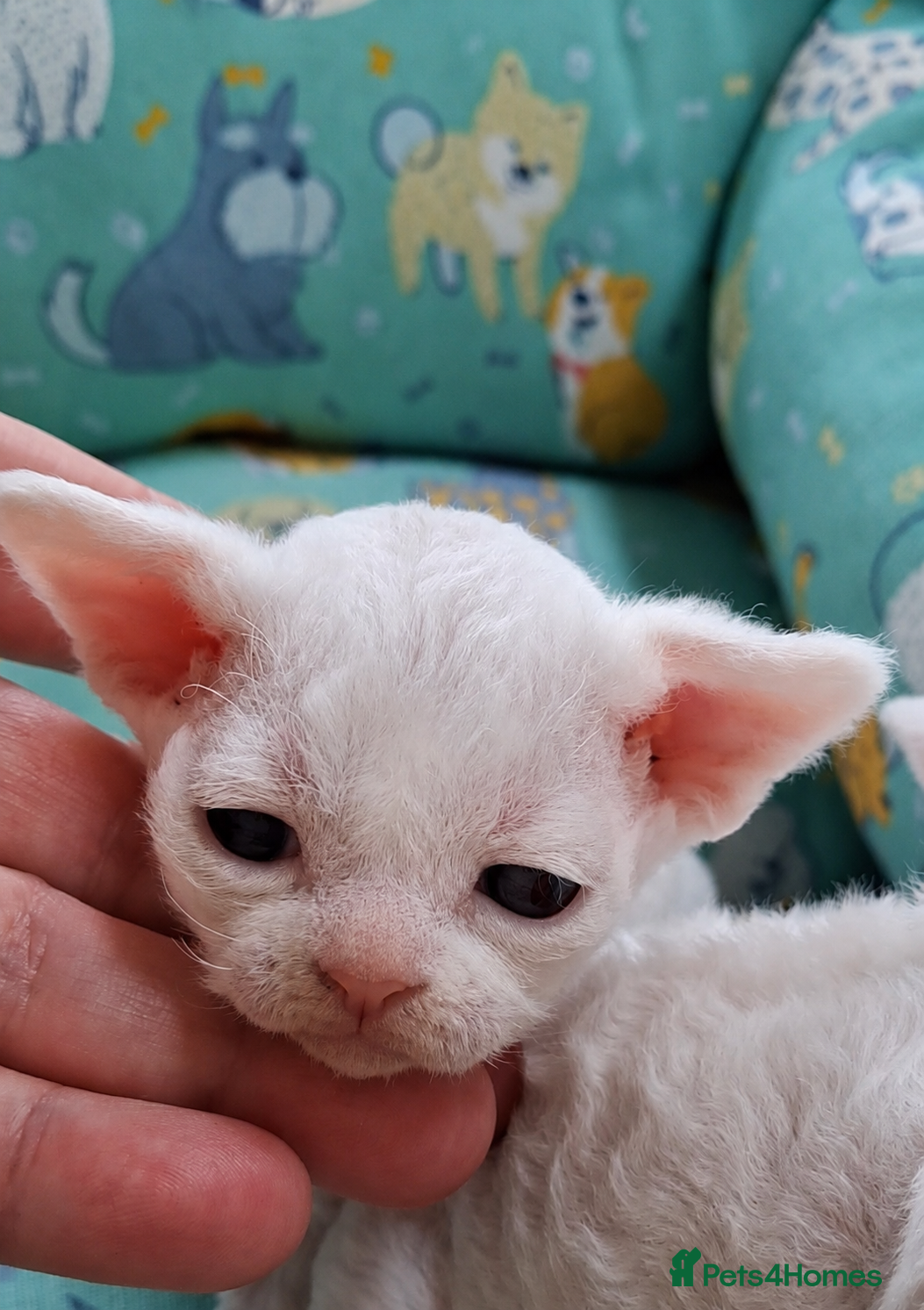 Devon Rex cats Pedigree Devon Rex Kittens - Advert 10