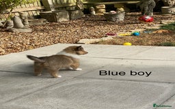 Rough Collie dogs for sale: ROUGH COLLIE  SABLE AND WHITE MALE PUPPIES - Image 18