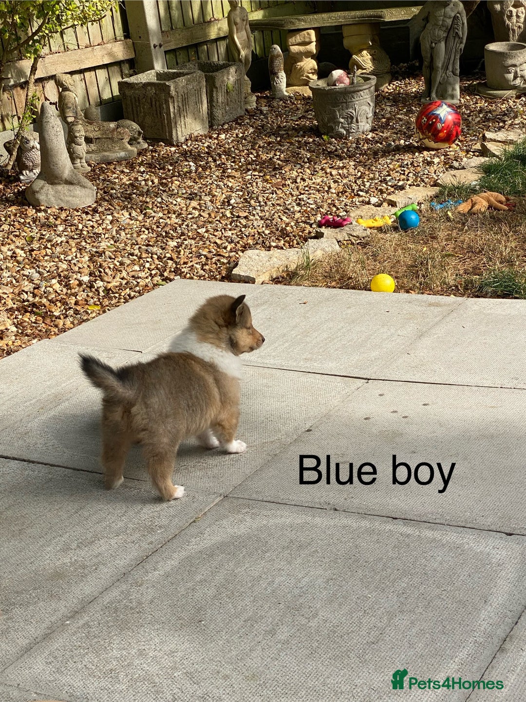 Rough Collie dogs for sale: ROUGH COLLIE  SABLE AND WHITE MALE PUPPIES - Image 18