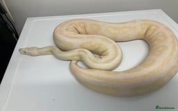 Python Snake reptiles for sale: Royal Pythons  - Image 7