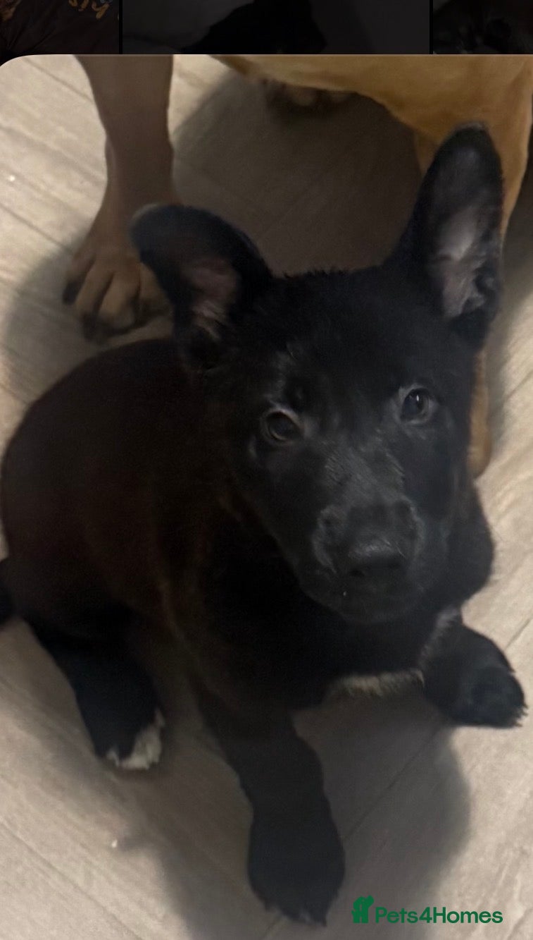 Belgian Shepherd Dog dogs Dutch shepherd  - Advert 2