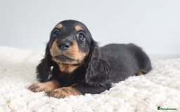 Miniature Dachshund dogs for sale: Ready now miniature long haired dachshunds in Stowmarket - Image 26
