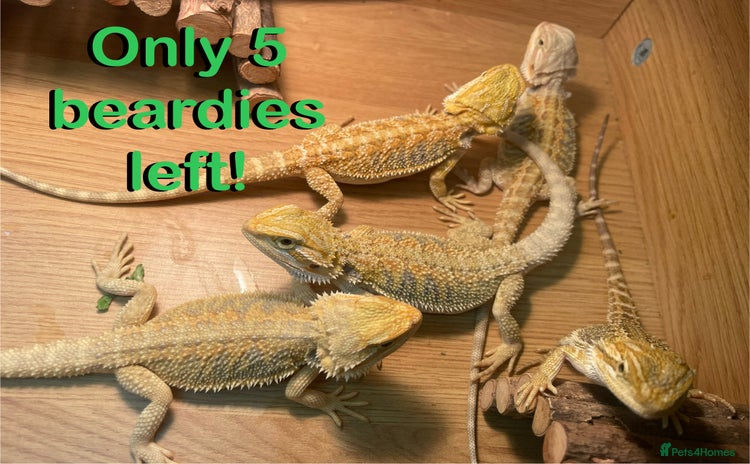 Bearded Dragon reptiles - Advert 6