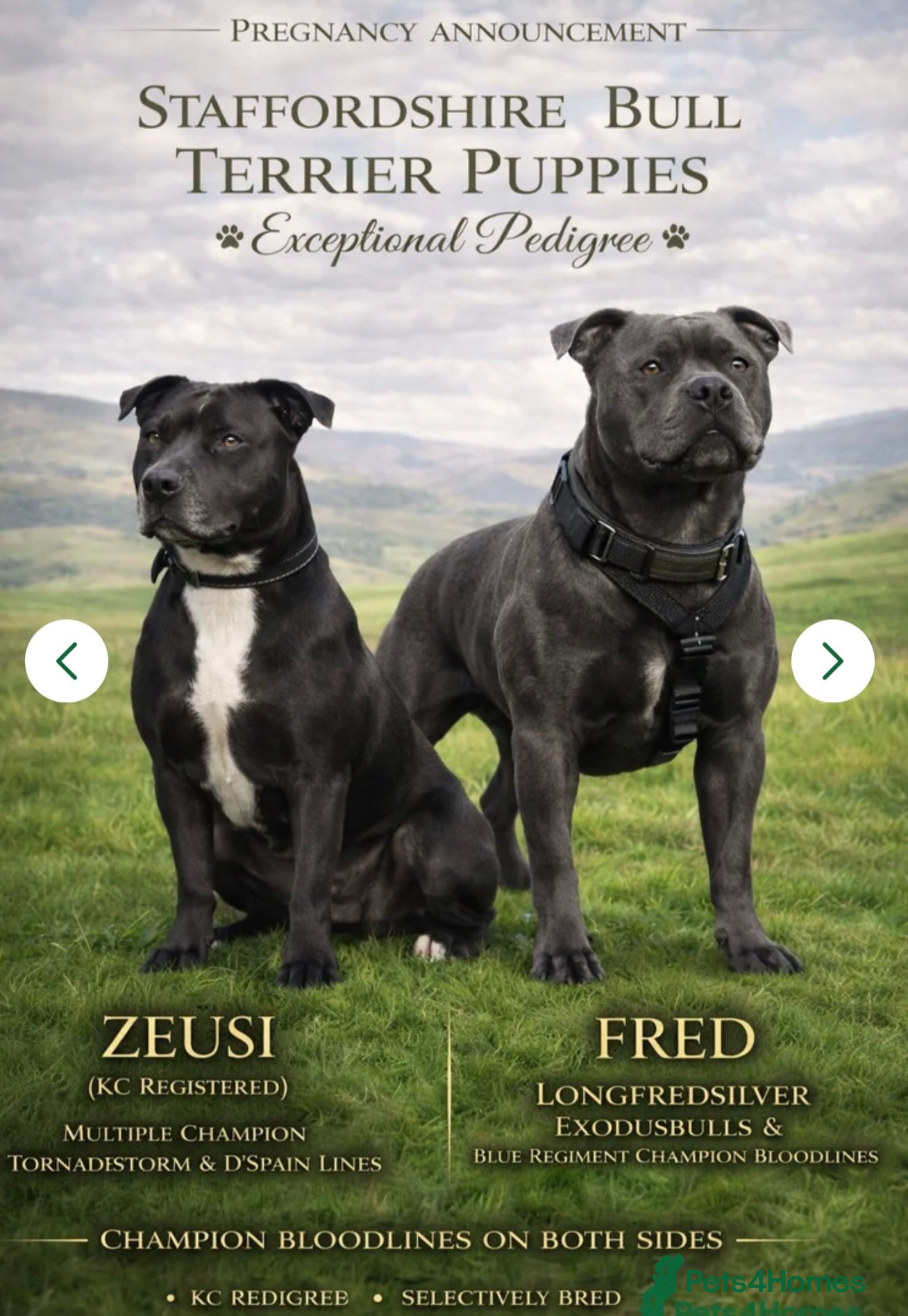 Staffordshire Bull Terrier dogs KC Registered Staffordshire Bull Terrier Puppies - Advert 6