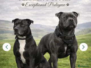 Staffordshire Bull Terrier dogs KC Registered Staffordshire Bull Terrier Puppies - Advert 8