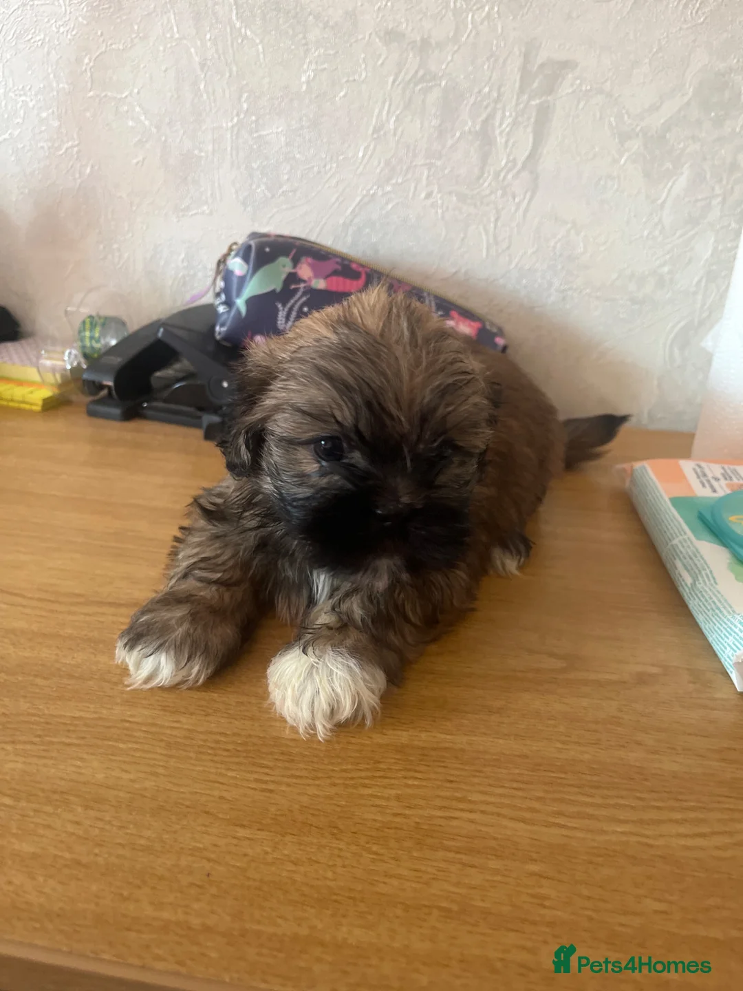Shih Tzu dogs for sale: Shih Tzu in Stockport - Advert 3