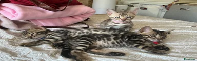 Bengal 2