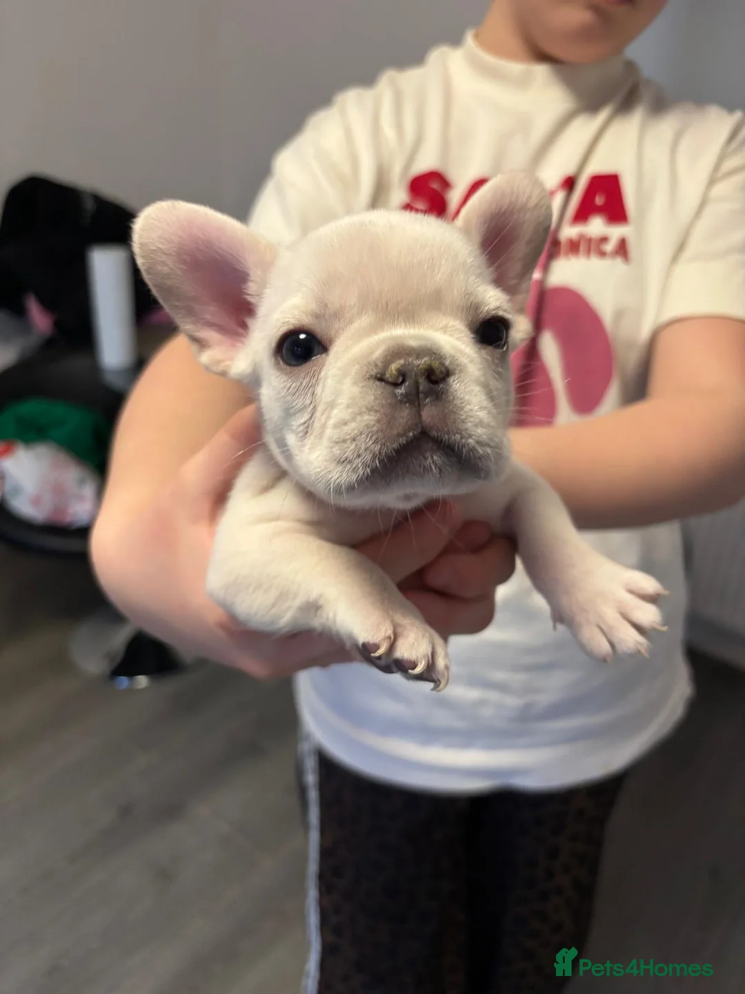 French Bulldog dogs for sale: Ready - Lilac Platinum - Fluffy Carriers - Advert 4