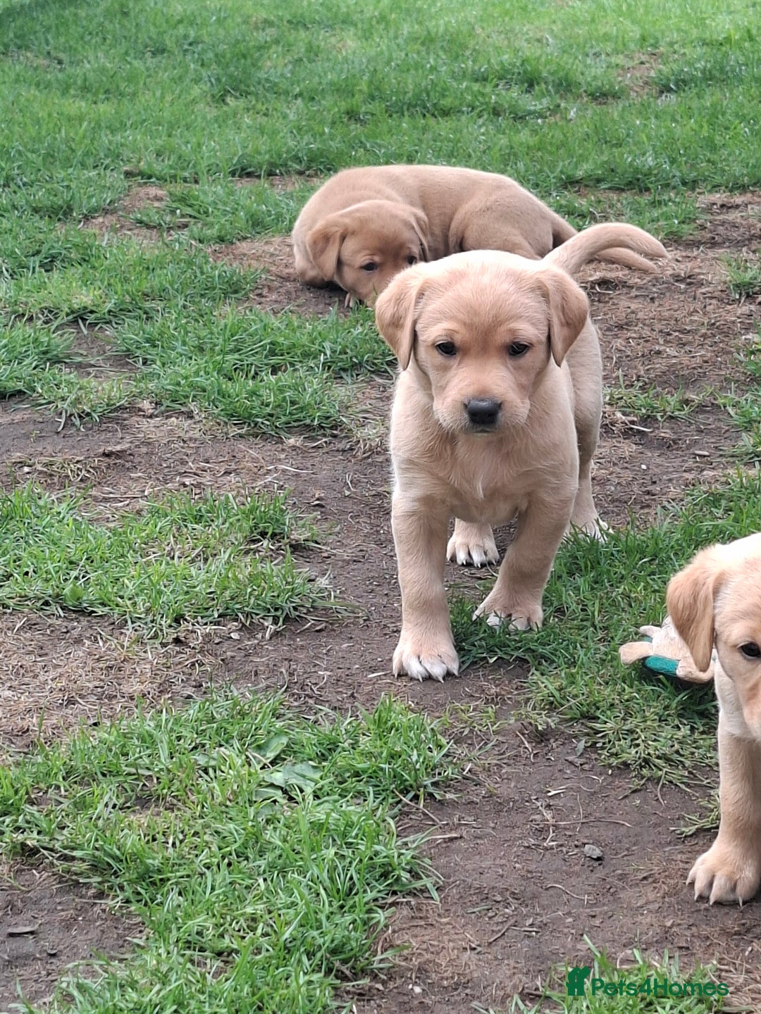 Labrador Retriever dogs for sale: Mix of fox red and yellow labrador puppies - Image 9