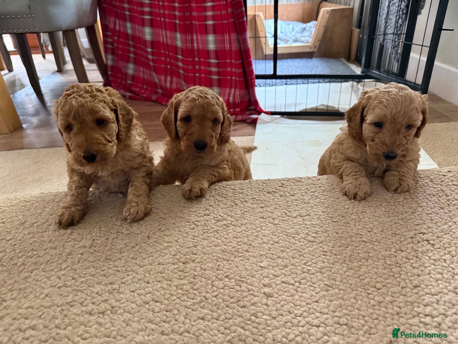 Cockapoo dogs 🐾 3 Gorgeous Male F1B Apricot Cockapoo Puppies 🐾 - Advert 1