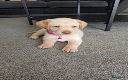 Labrador Retriever dogs for sale: Gorgeous labrador puppies - Image 3