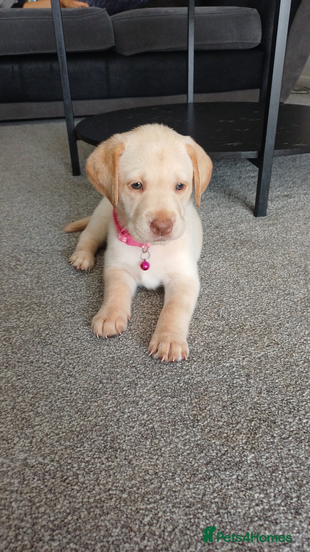 Labrador Retriever dogs for sale: Gorgeous labrador puppies - Image 3