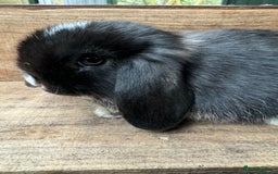 Mini Lop rabbits for sale: MINI LOP BUNNIES - pedigree  - Image 34