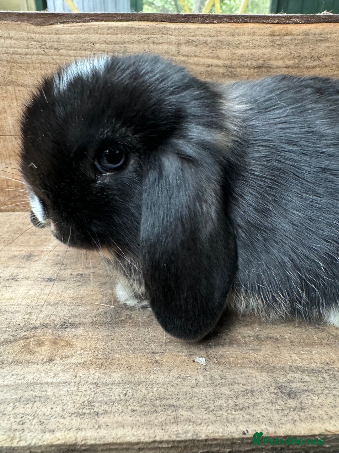 Mini Lop rabbits for sale: MINI LOP BUNNIES - pedigree  - Image 34