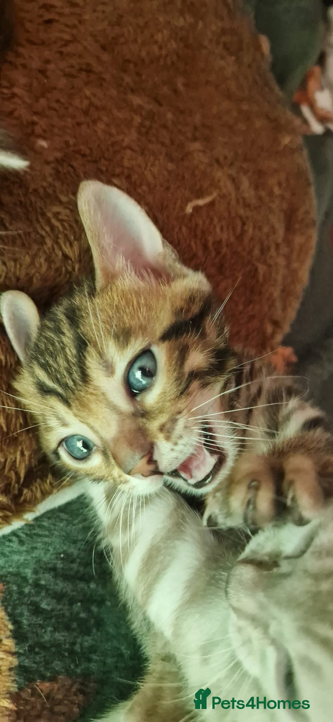 Bengal cats for sale: STUNNING PEDIGREE BENGAL KITTENS  - Image 4