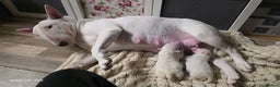 English Bull Terrier dogs for sale: 2 female english bull terrier puppies  - Advert 2