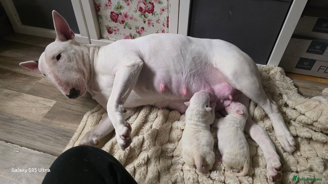 English Bull Terrier dogs for sale: 2 female english bull terrier puppies  - Advert 2