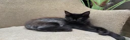 Maine Coon cats for sale: Exceptional pedigree MaineCoons - Phantom & Sprite - Advert 13
