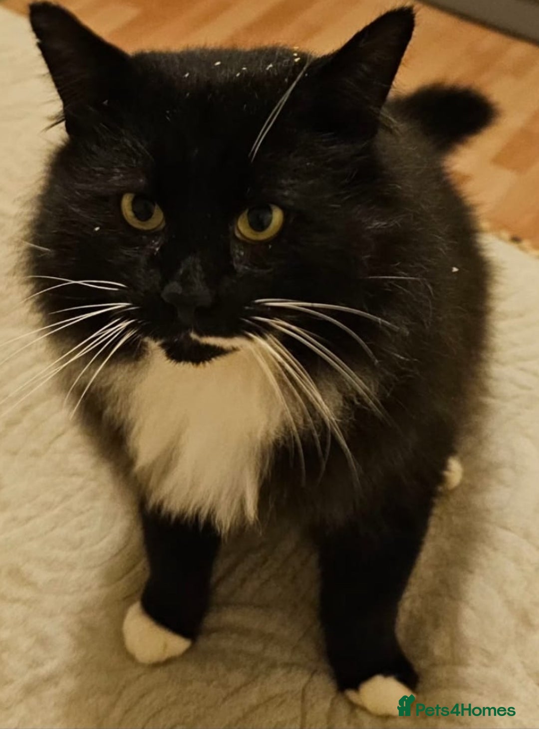 Mixed Breed cats for adoption: Alfie - Advert 1