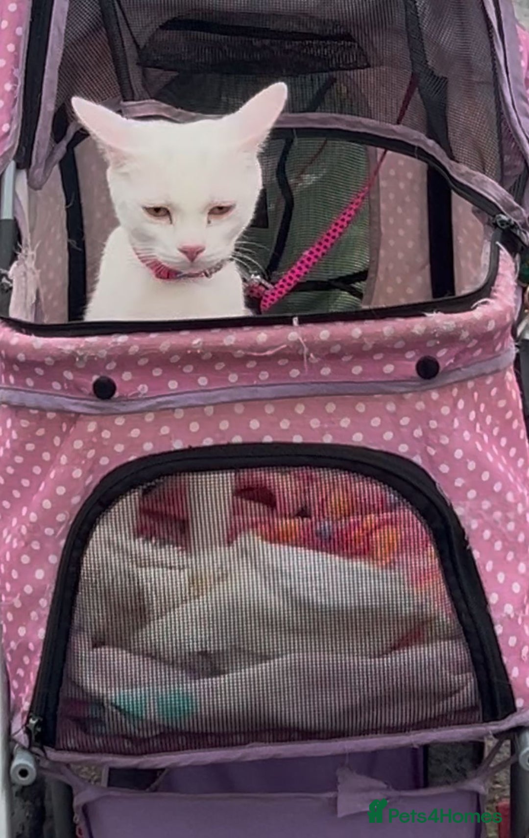 Mixed Breed cats for adoption: Its time for rescue cat snowflake to have a home - Advert 3