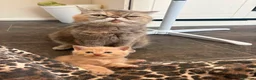 Mixed Breed cats for sale: Exotic kittens  in Portsmouth - Advert 13
