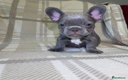 French Bulldog dogs for sale: Kc Reg Micro frenchies for sale - Image 5