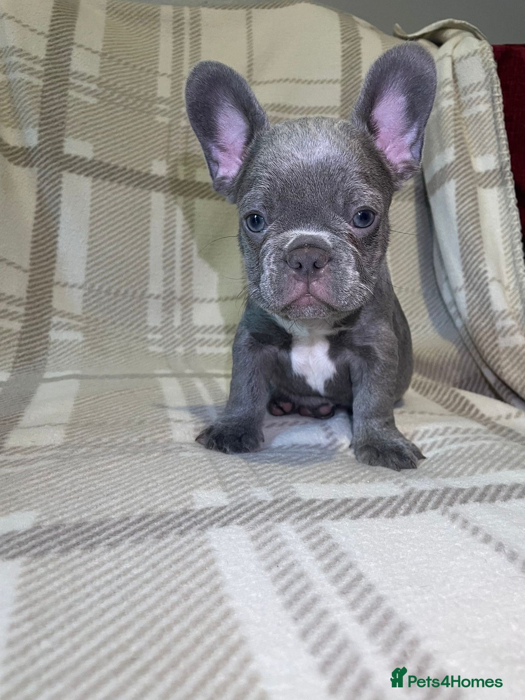 French Bulldog dogs for sale: Kc Reg Micro frenchies for sale - Image 5