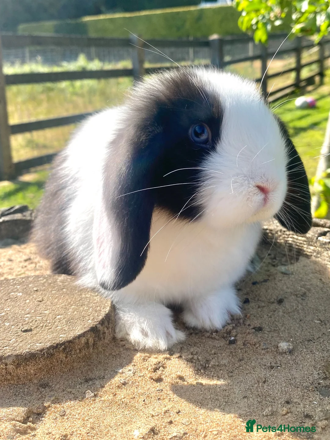 Mini Lop rabbits for sale: Mini Lop boy looking for his forever home 🏠  - Advert 2