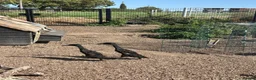 Ducks poultry for sale: Pure Black Male Indian Runners - Advert 1