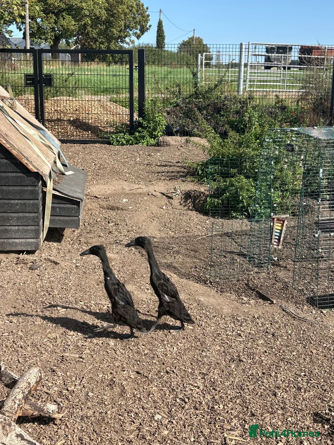 Ducks poultry for sale: Pure Black Male Indian Runners - Advert 1