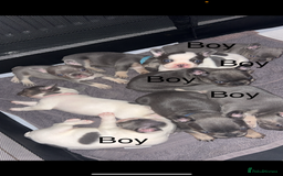 French Bulldog dogs for sale: French bulldogs  - Image 2