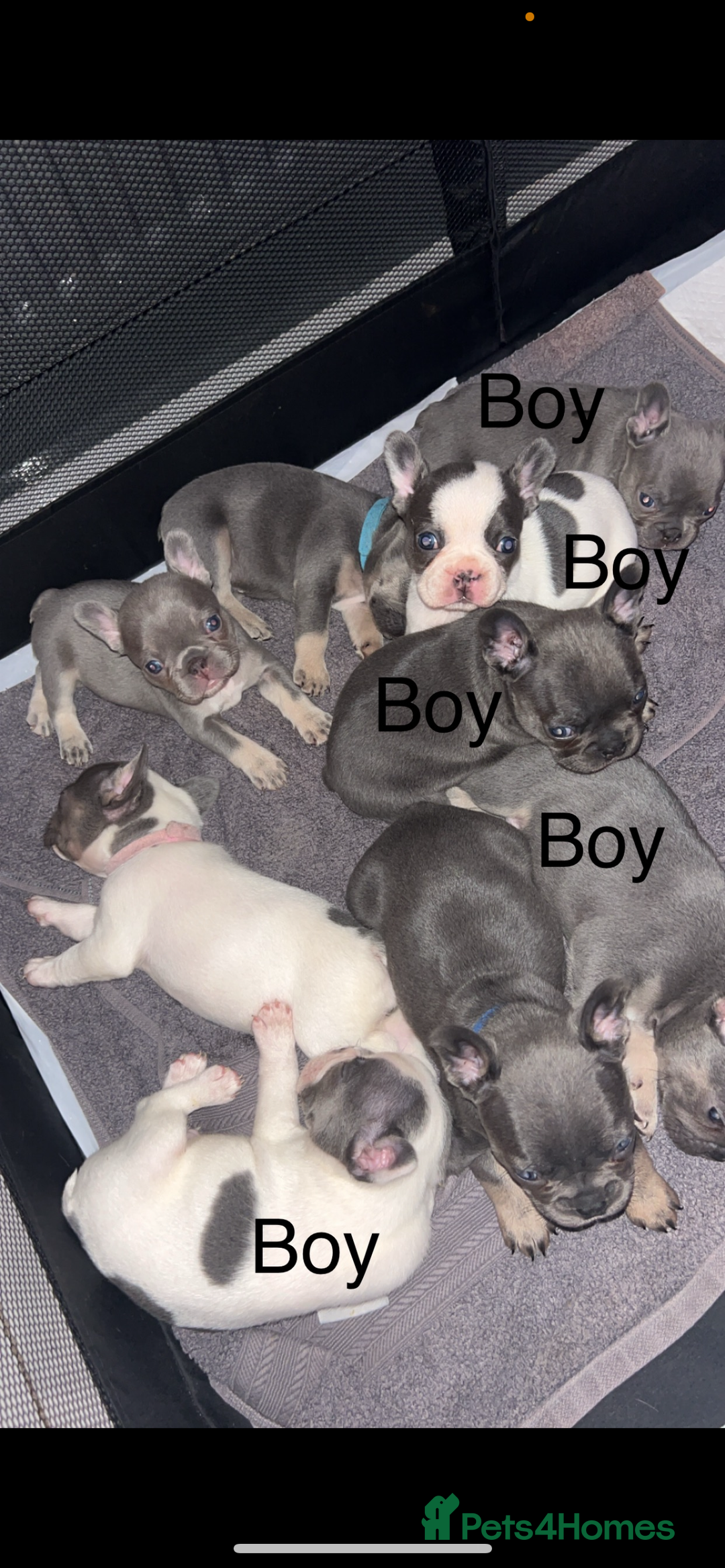 French Bulldog dogs for sale: French bulldogs  - Image 2