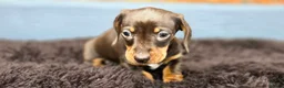 Miniature Dachshund dogs for sale: 2 Gorgeous Miniature Dachshund puppies- PRA clear - Advert 8