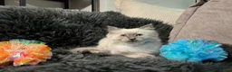 Ragdoll cats for sale: 🥰Beautiful Baby Ragdoll Kittens 😍 - Advert 6
