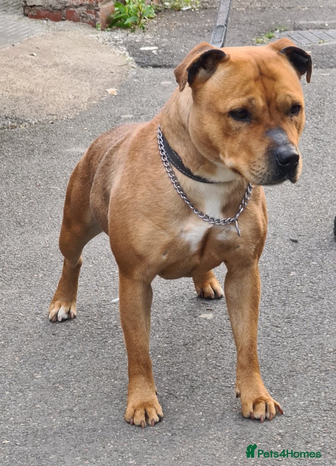 Staffordshire Bull Terrier dogs for sale: Adorable champion bred black staffys puppy's  - Image 12