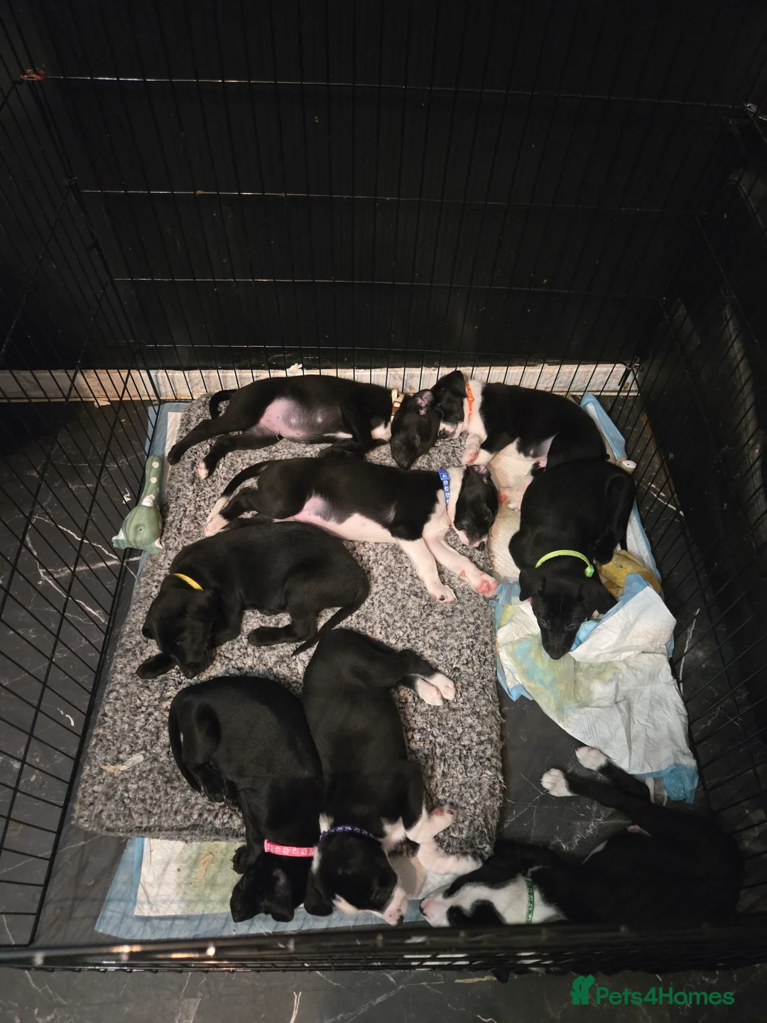 Mixed Breed dogs for sale: Whippet/collies - Advert 5