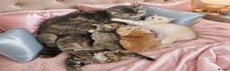 Scottish Fold cats for sale: Adorable Scottish Fold Straight Ear Tabby Kittens  - Advert 40