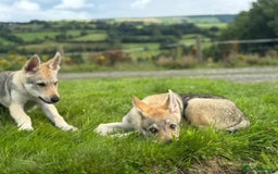 Saarloos Wolfdog dogs for sale: Rare Wolfdog Pups - Socialised & Highly Trainable - Image 3