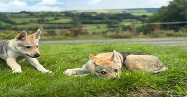Saarloos Wolfdog dogs - Advert 13