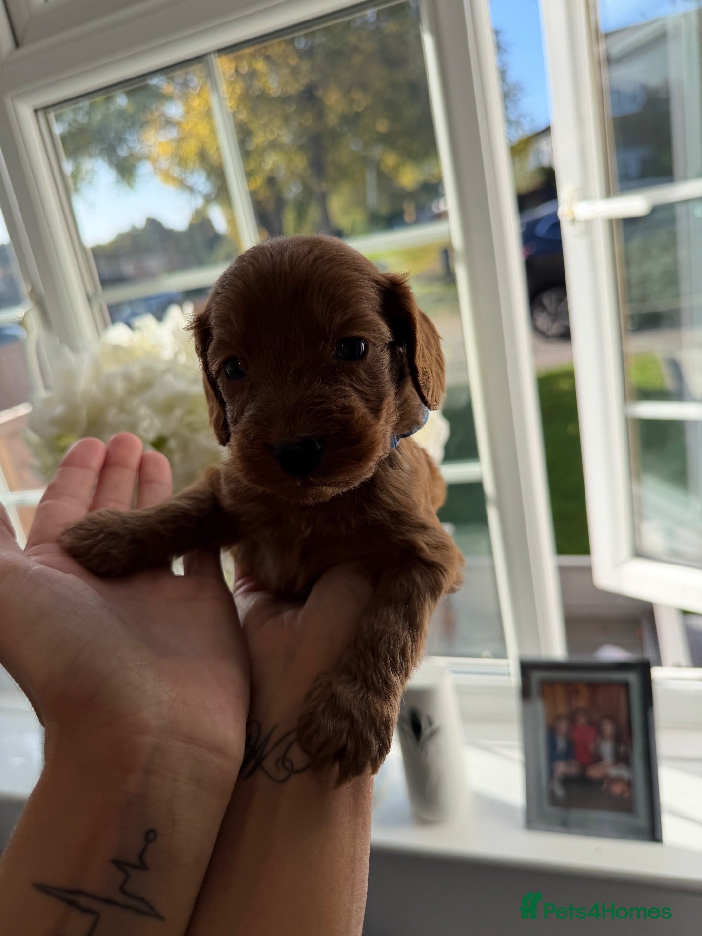 Cockapoo dogs for sale: beautiful f1 cockapoo’s 1 red boy left 💙🧸🐾 - Advert 2