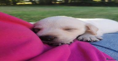 Labrador Retriever dogs - Advert 3