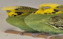 Budgerigars birds for sale: Breeding Pair - Image 2