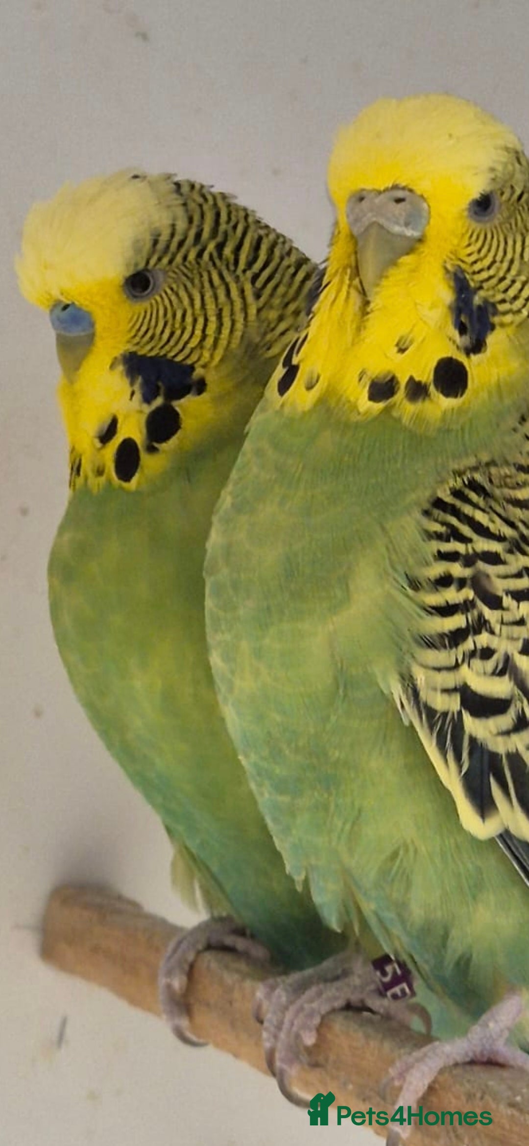 Budgerigars birds for sale: Breeding Pair - Image 2