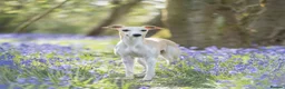 Whippet dogs for stud: Kawrsing Whippets  - Advert 5