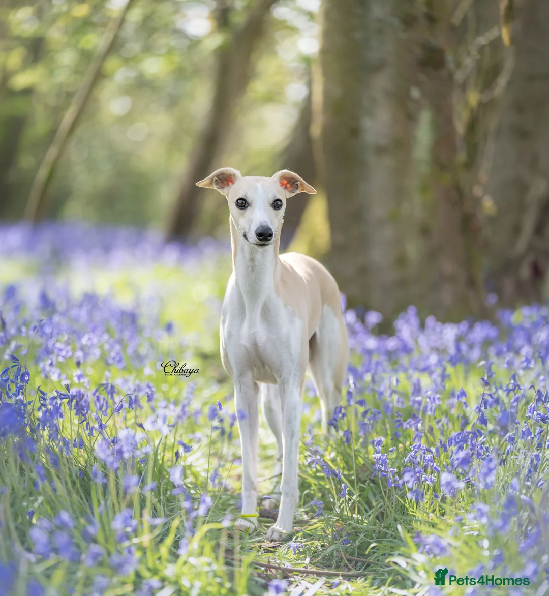 Whippet dogs for stud: Kawrsing Whippets  - Advert 5