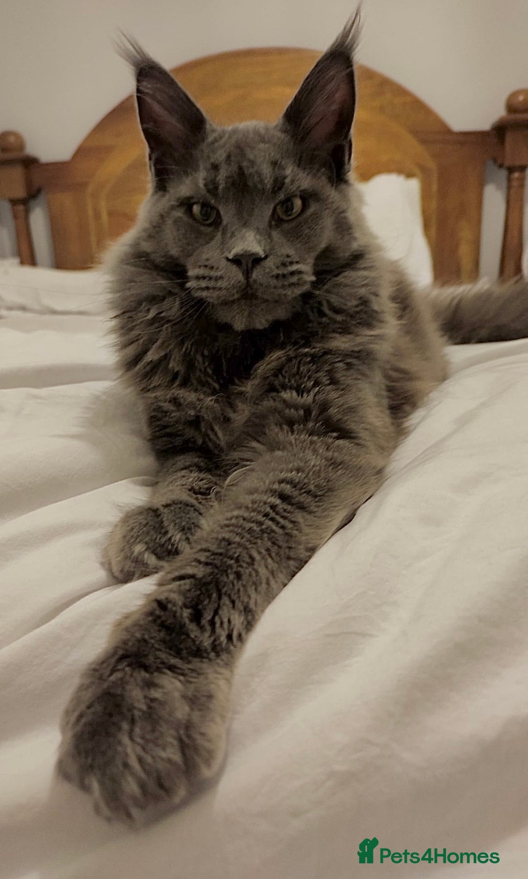 Maine Coon cats for stud: Maine Coon STUD service only - Not for sale  in Woking - Advert 4