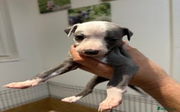 Whippet dogs for sale: Kc reg whippets  - Image 9