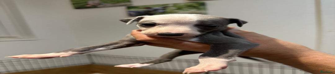 Whippet Puppy 8