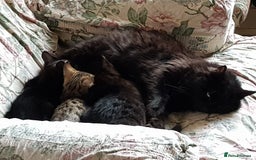 Mixed Breed cats for sale: Lovely Bengal Cross Kittens - Image 7