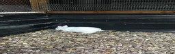 Netherland Dwarf rabbits for sale: Netherland dwarf buck  - Advert 3